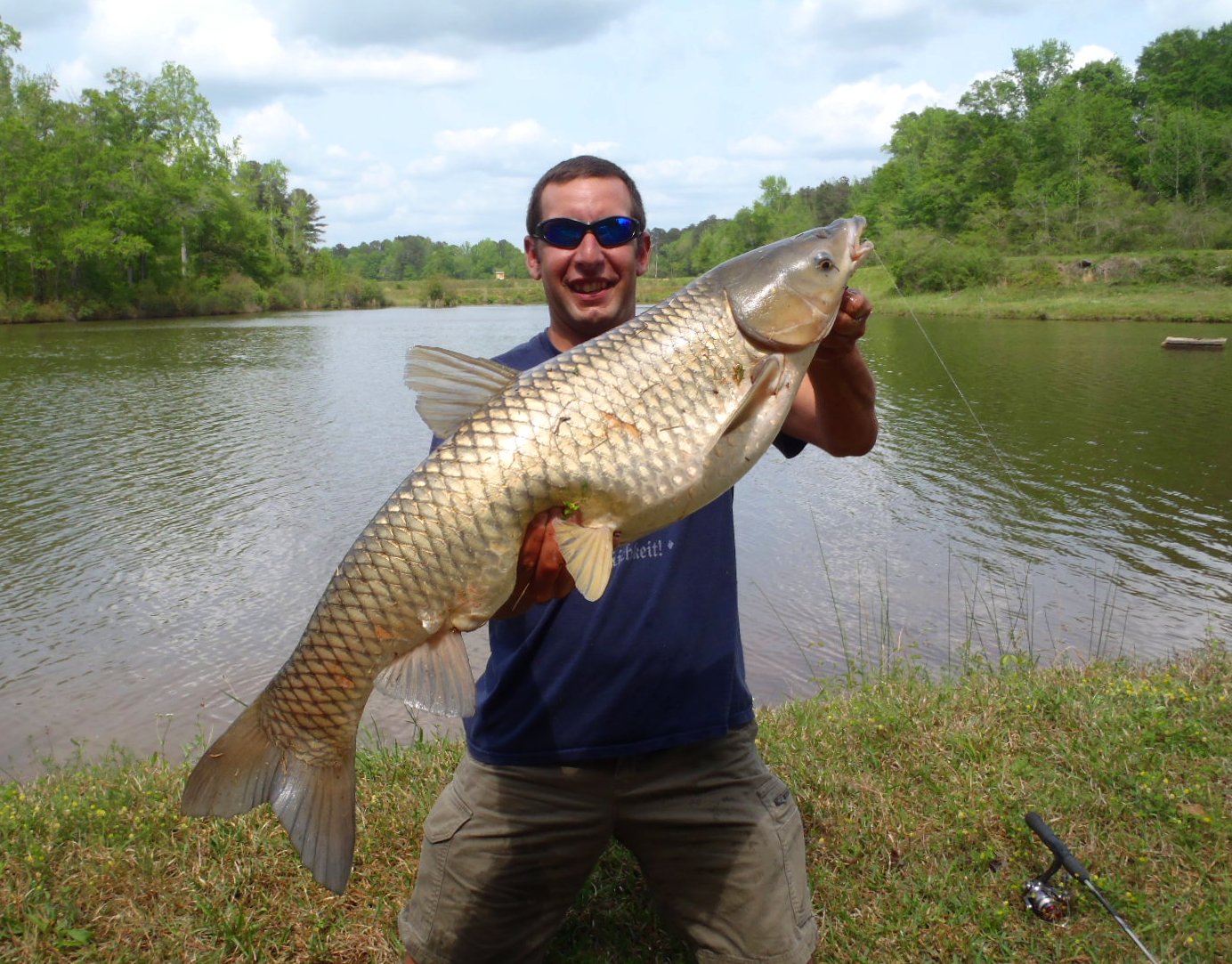 Grass Carp Grass Carp