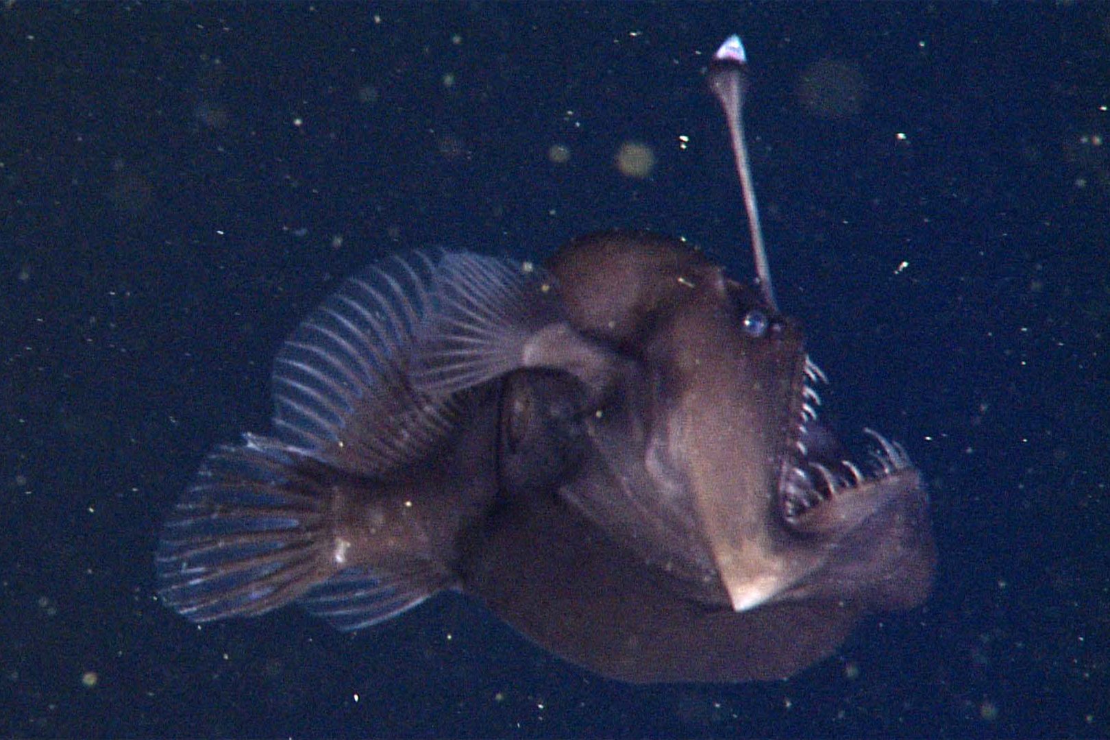 Black Seadevil Black Seadevil