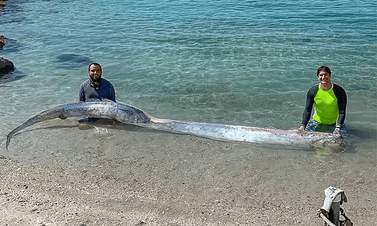 Oarfish Oarfish