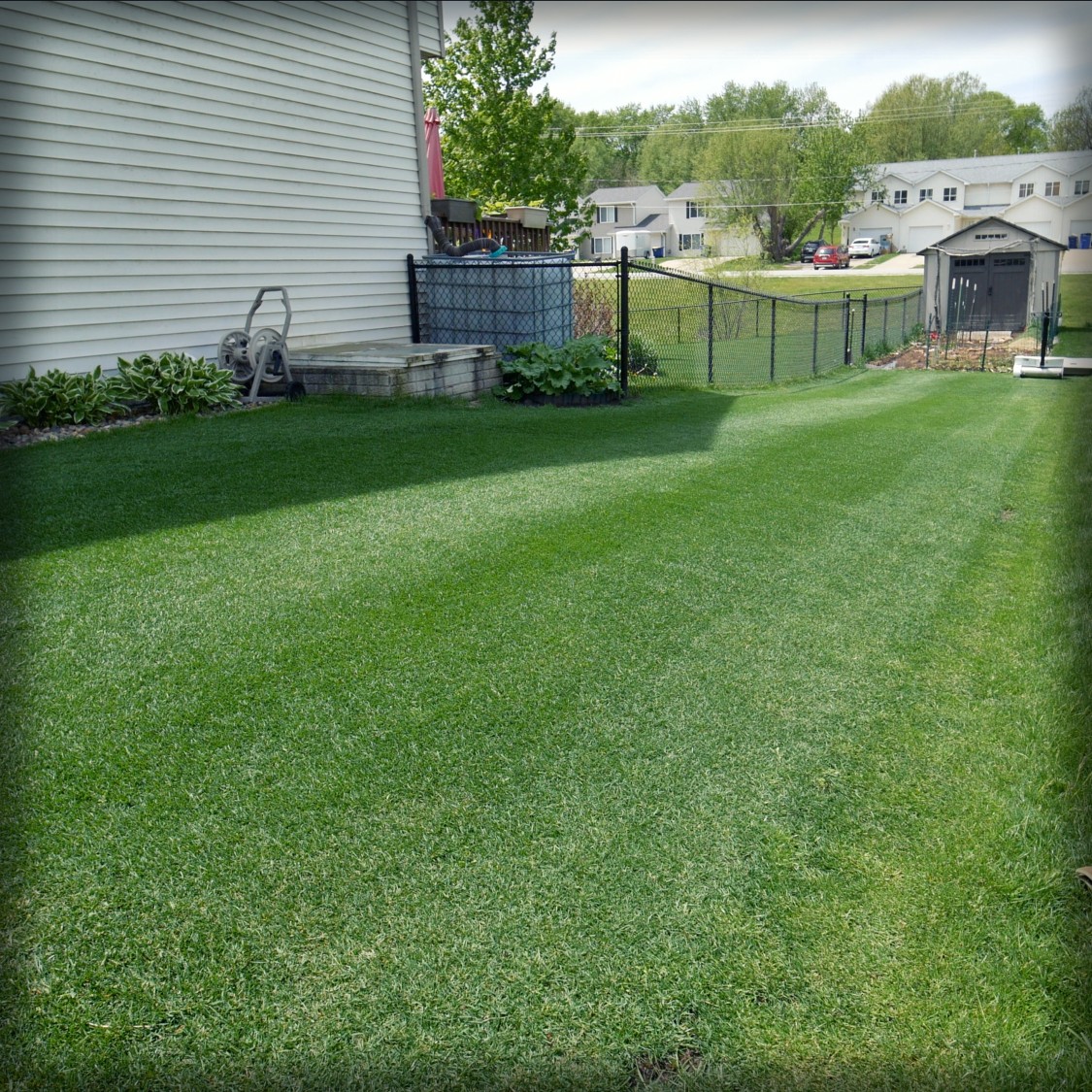 A close-up of Kentucky bluegrass.