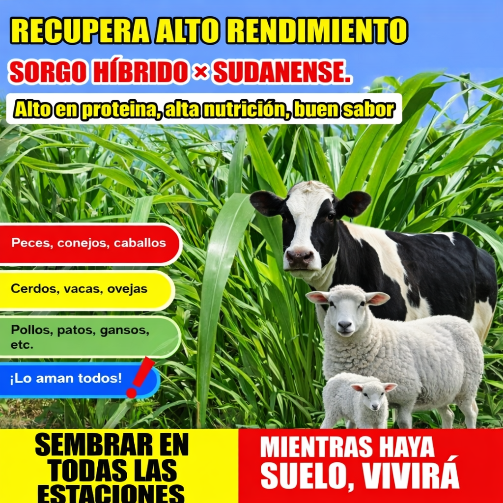 imagen_1_e5f05f22-2fc5-4a62-a10d-c5dab726e78e.png