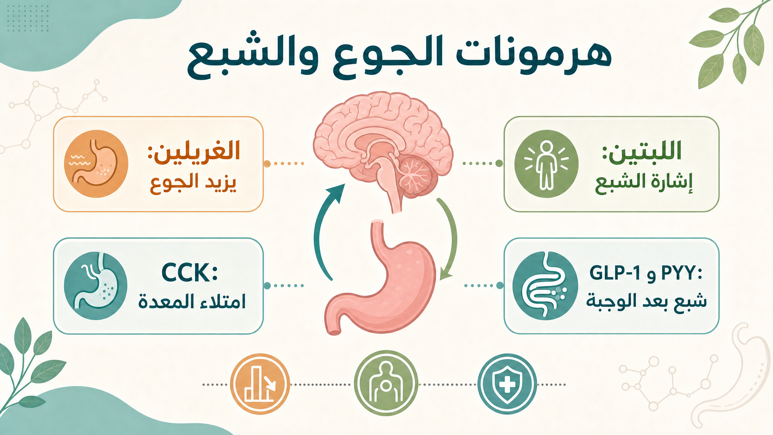 إنفوغرافيك يوضح هرمونات الجوع والشبع