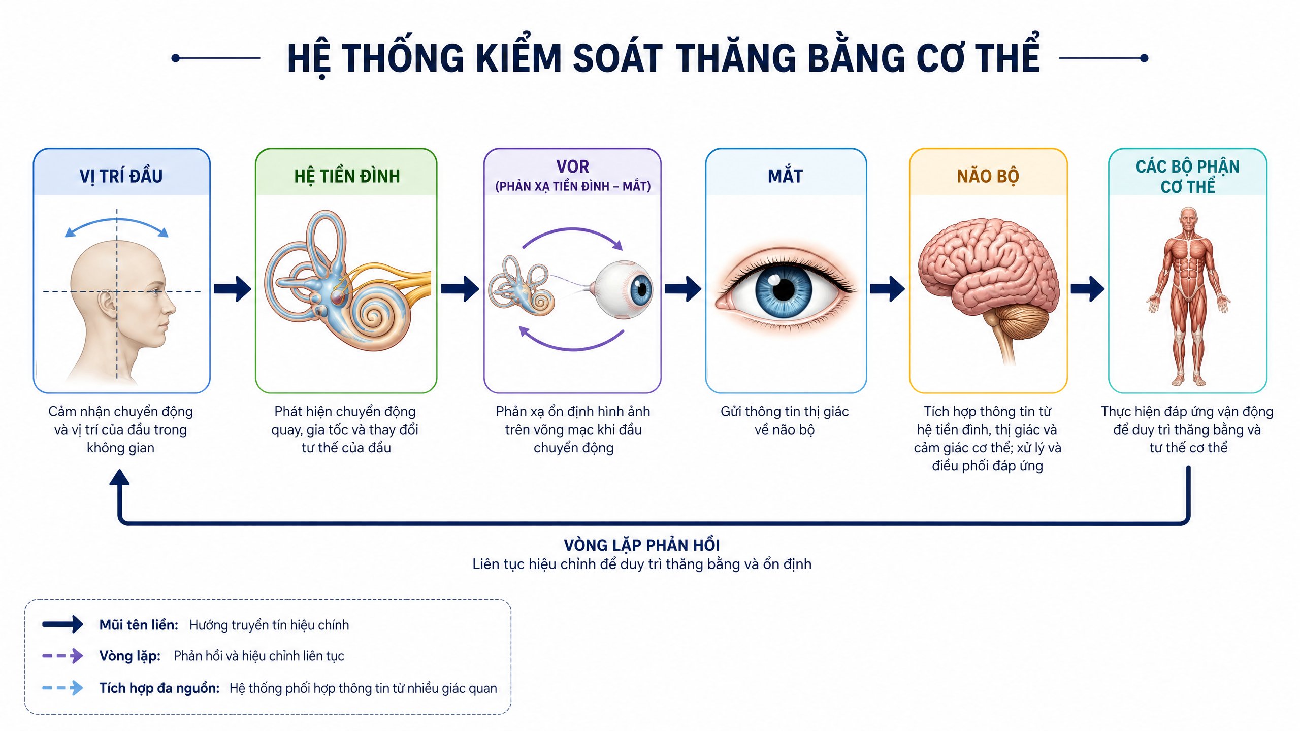 Hệ thống kiểm soát thăng bằng cơ thể