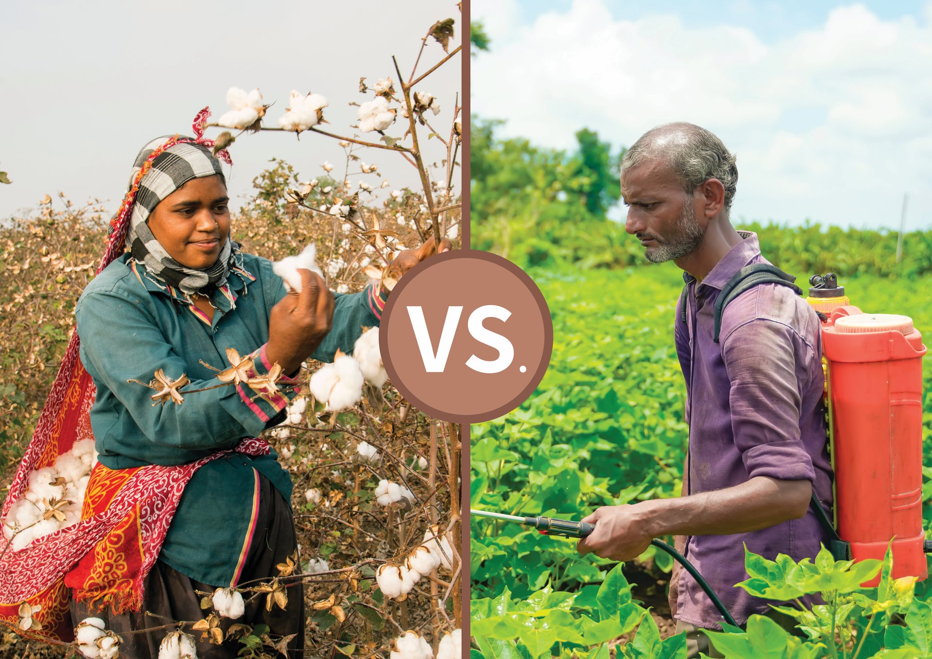 Organic cotton field with healthy plants and clear skies, symbolizing sustainable farming practices.