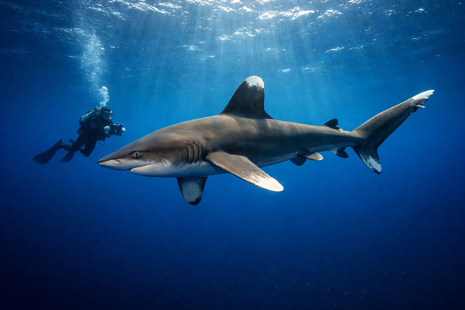 Shark diving Red Sea