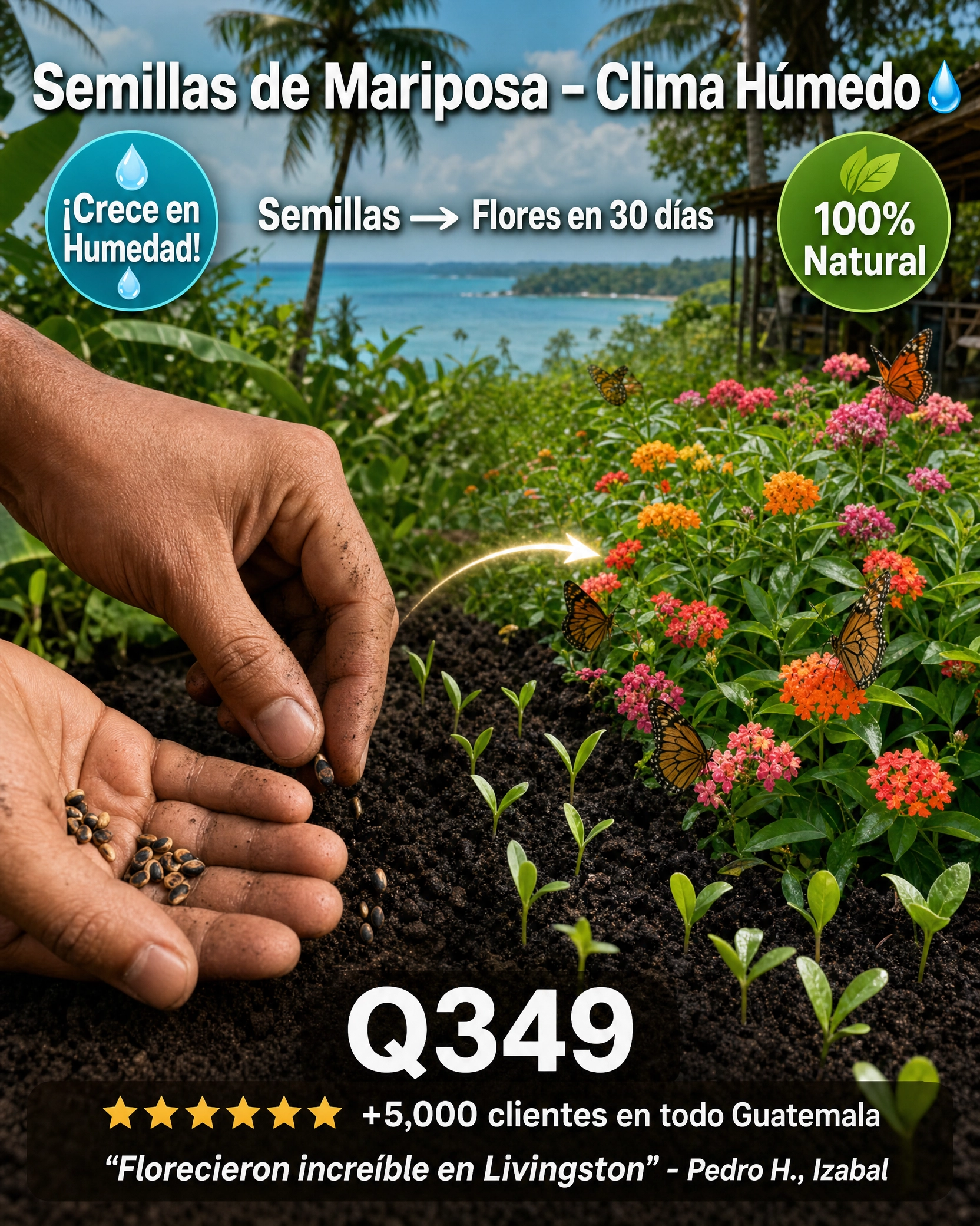 semillas_mariposas_5.png