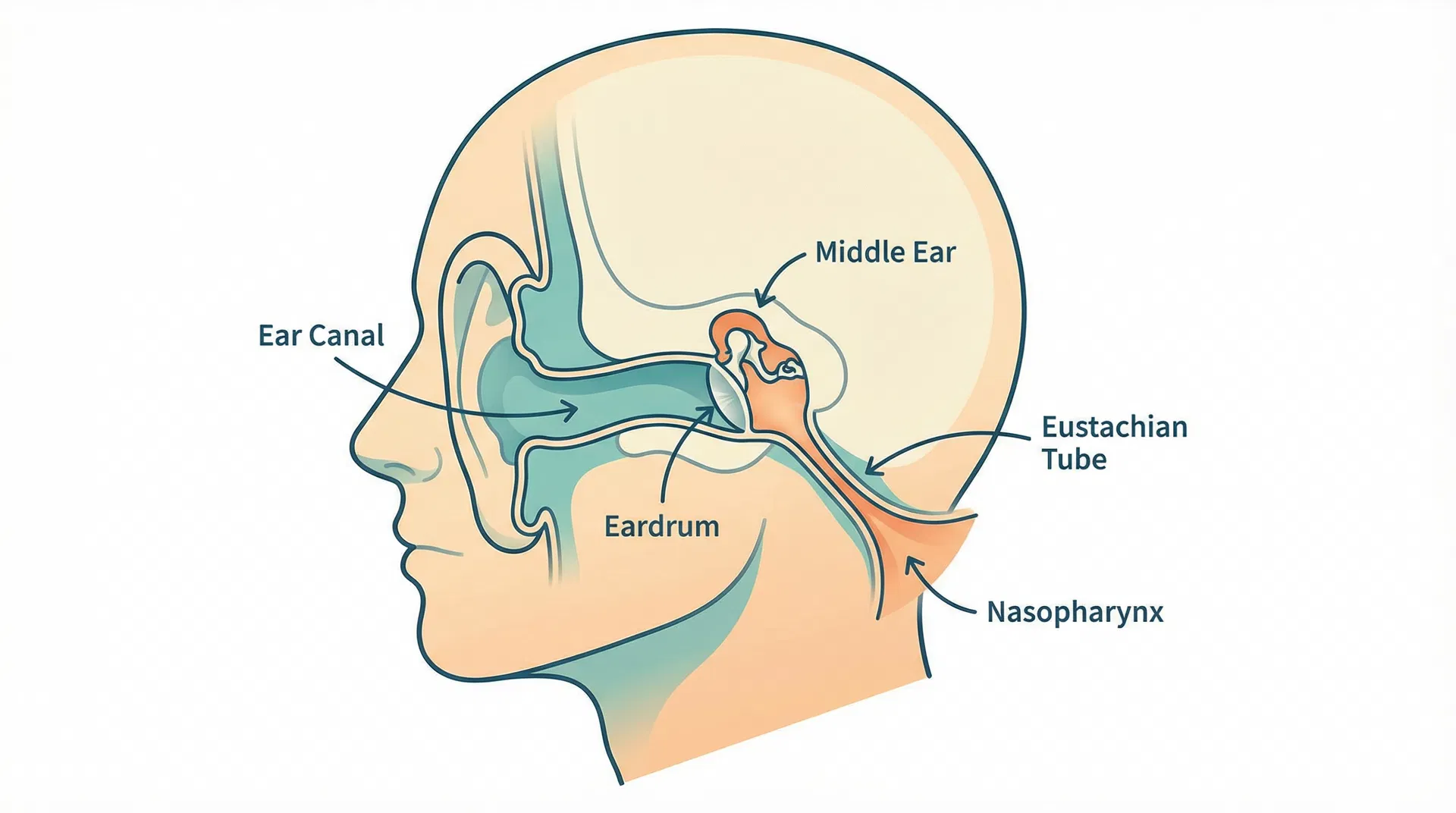 Eustachian tube anatomy diagram showing ear canal structure