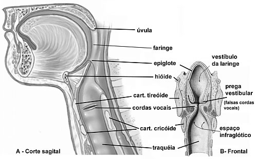 Anatomia da Via Aérea