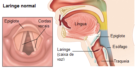 Anatomia Laríngea Normal