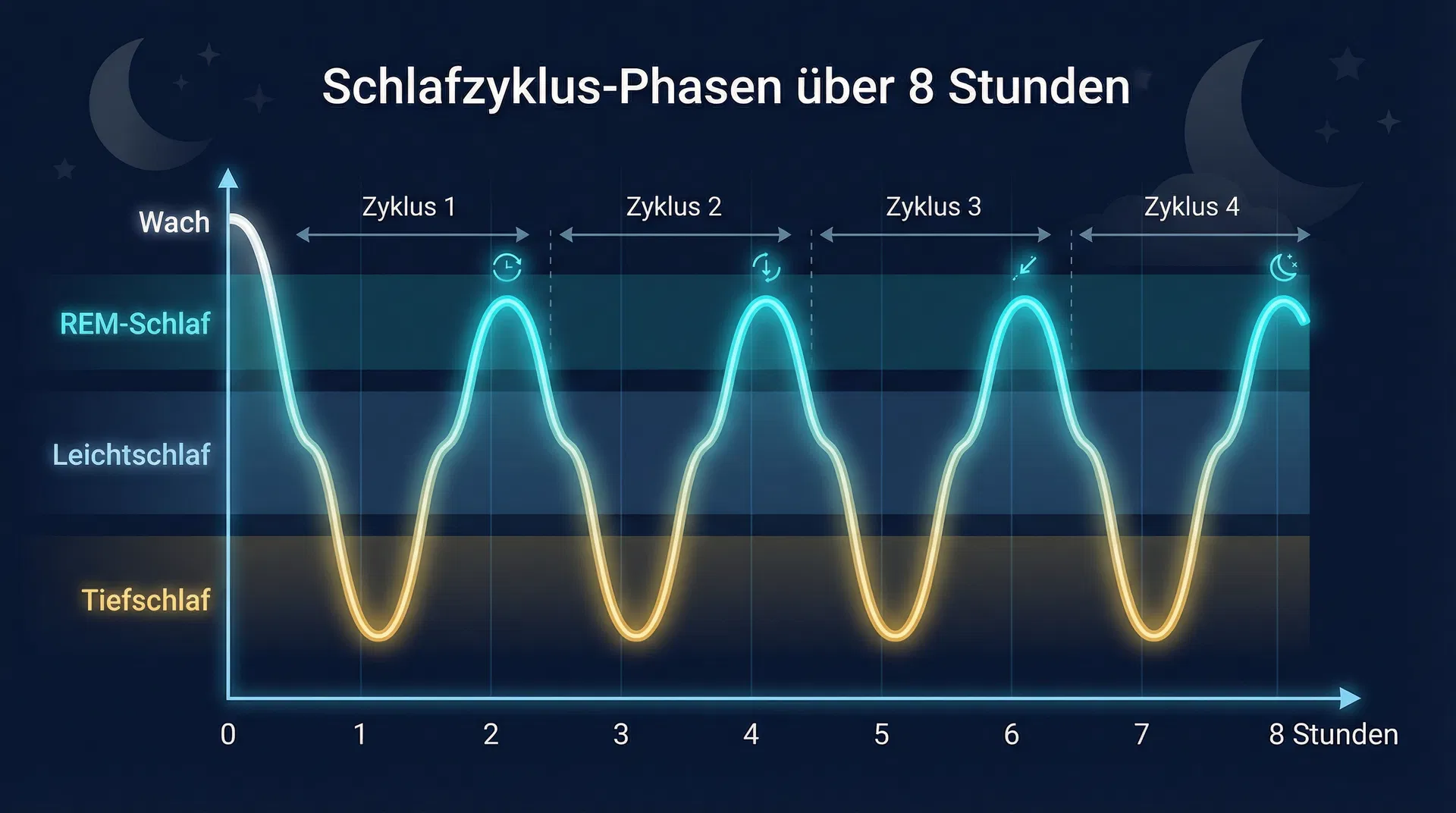 Schlafzyklus-Phasen über 8 Stunden