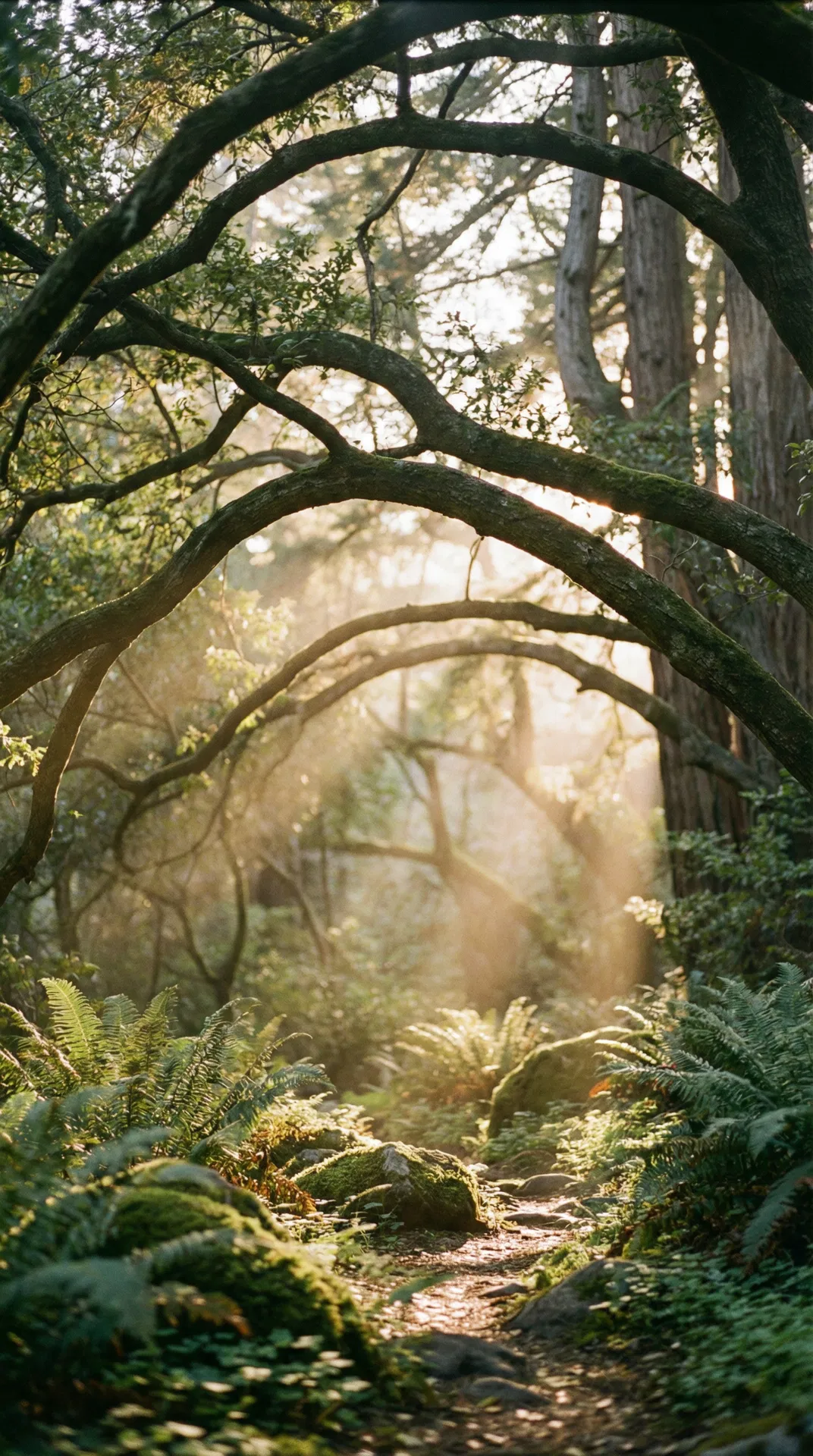 Nature path representing mental health journey