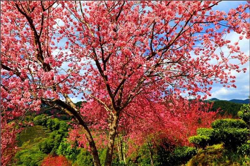 Ailao Mountain Tea Landscape