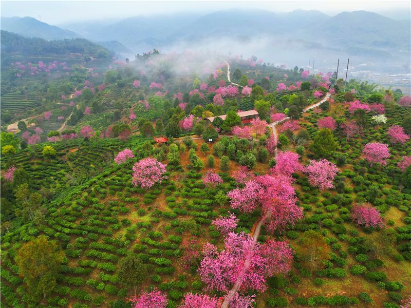 Ailao Mountain Tea Garden