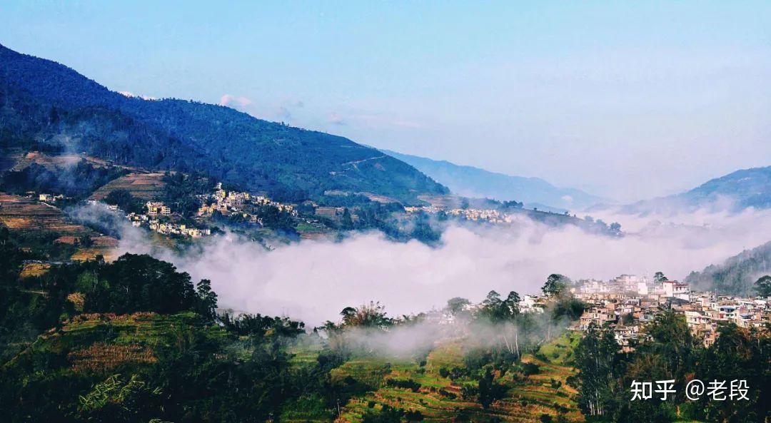 Ailao Mountain Ancient Tea Trees