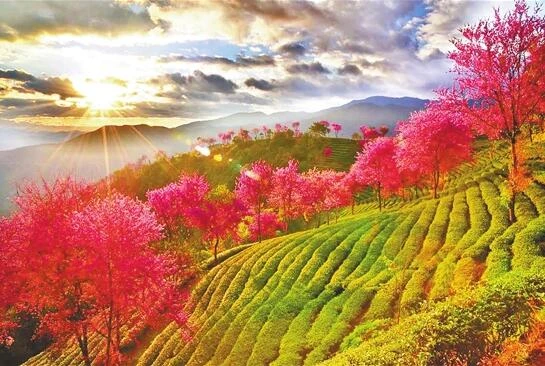 Wuliang Mountain Cherry Blossom Tea Garden