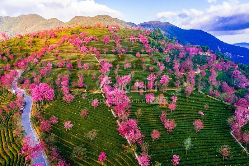 Wuliang Mountain Tea Garden