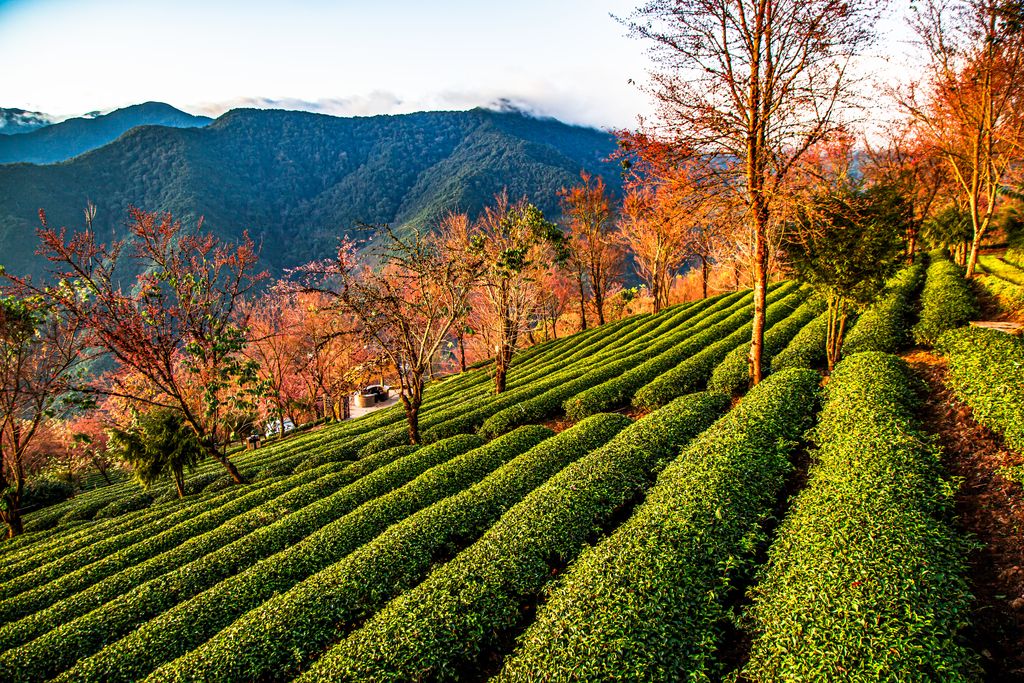 Wuliang Mountain Tea Landscape