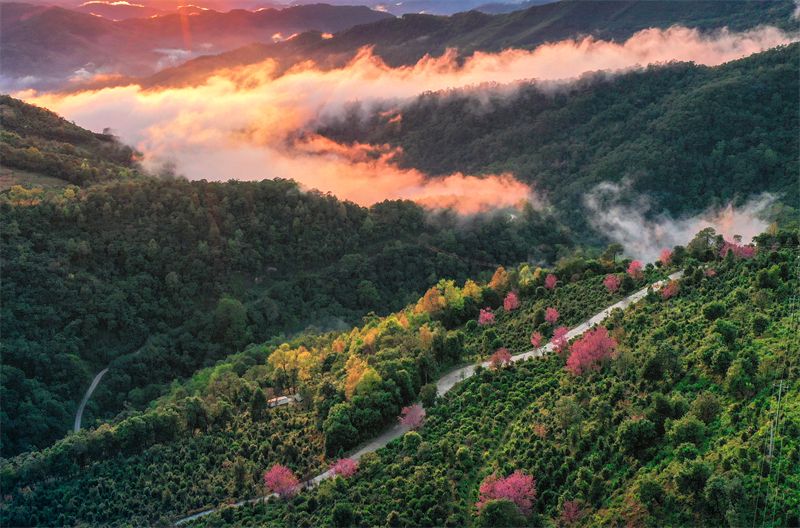 Kunlu Mountain Royal Tea Garden