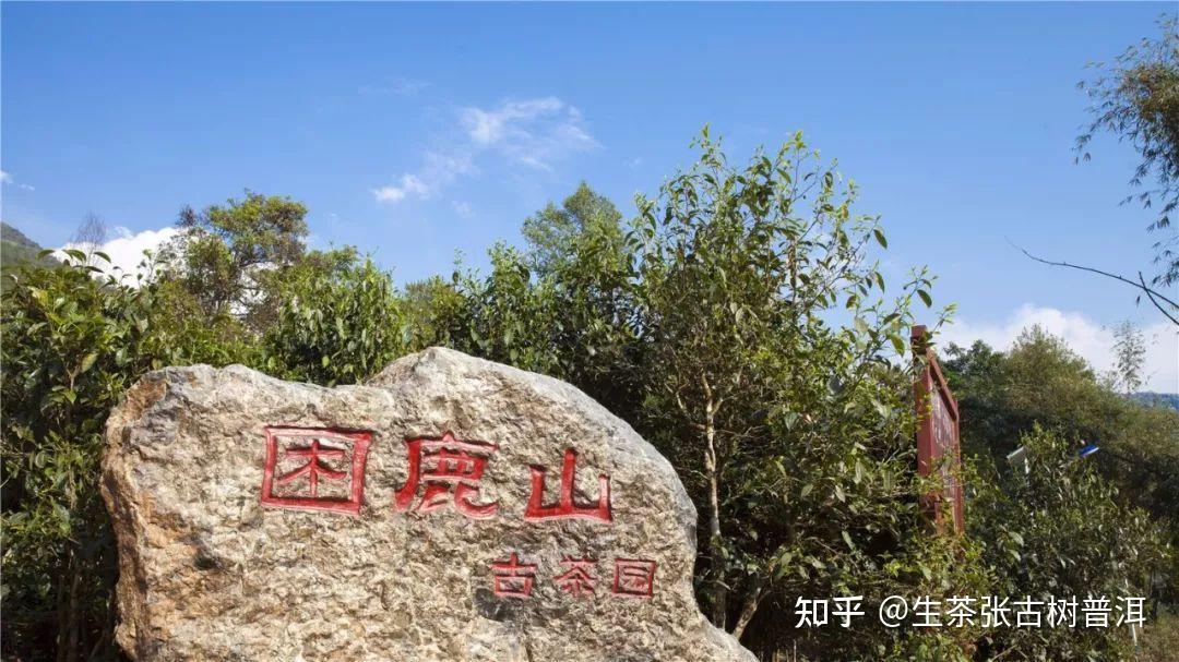 Kunlu Mountain Ancient Tea Tree