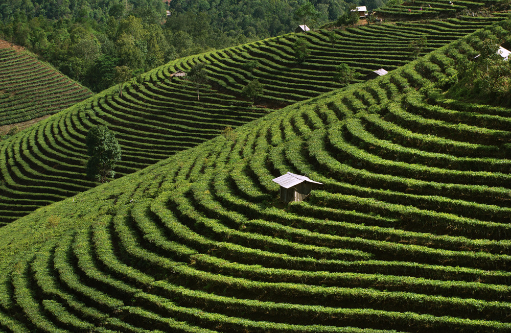 Jingmai Mountain Tea Garden