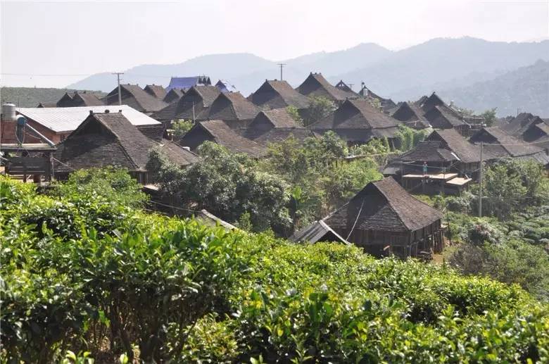 Jingmai Mountain Ancient Tea Trees