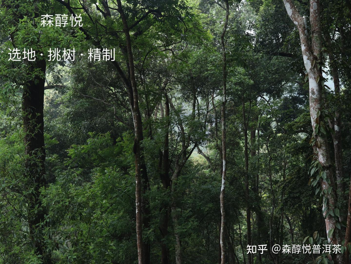 Manzhuan Tea Mountain