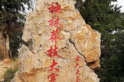 Mangzhi Tea Mountain