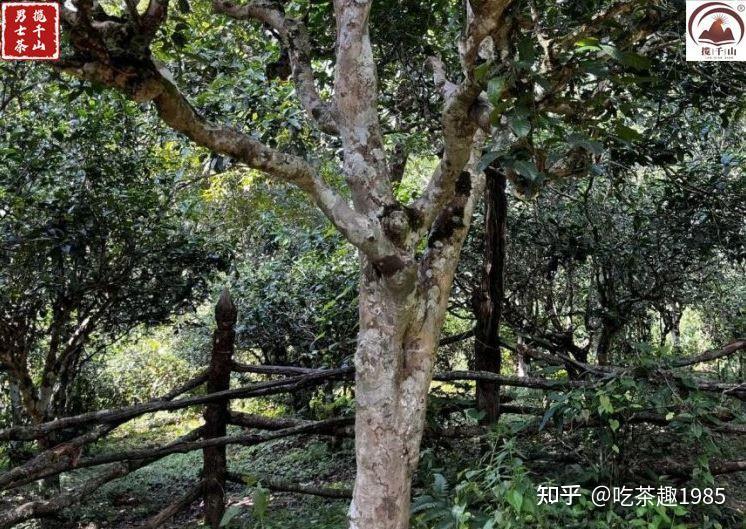 Xiaojinggu Tea Garden