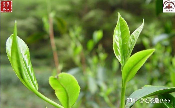 Xiaojinggu Tea Landscape