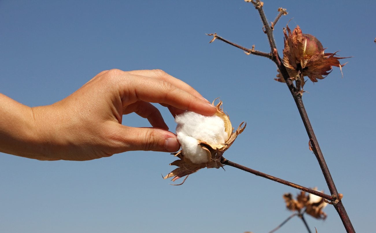 Premium cotton bolls showing superior raw material quality