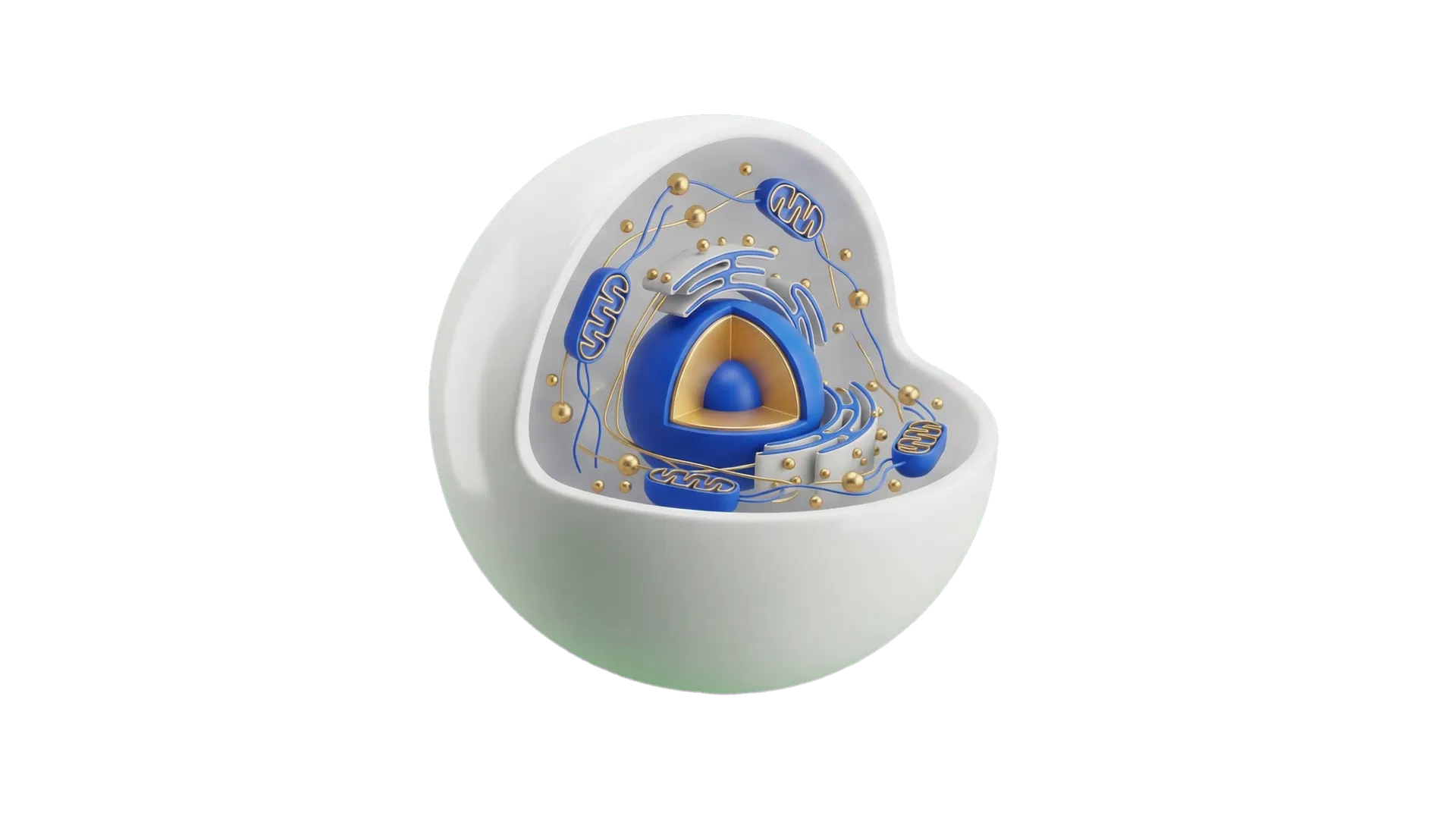 DAIXX Cell Structure