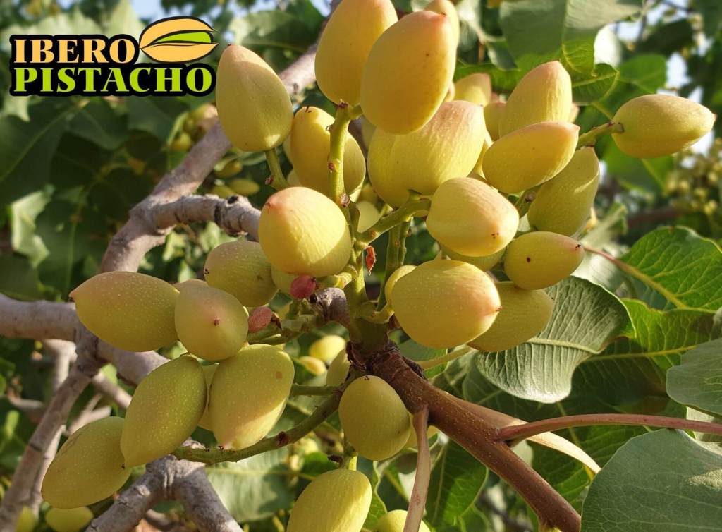 Árvore de Pistache carregada