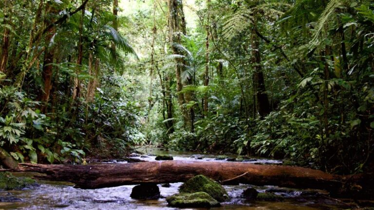 Fundo Casa Mata Atlântica 2026