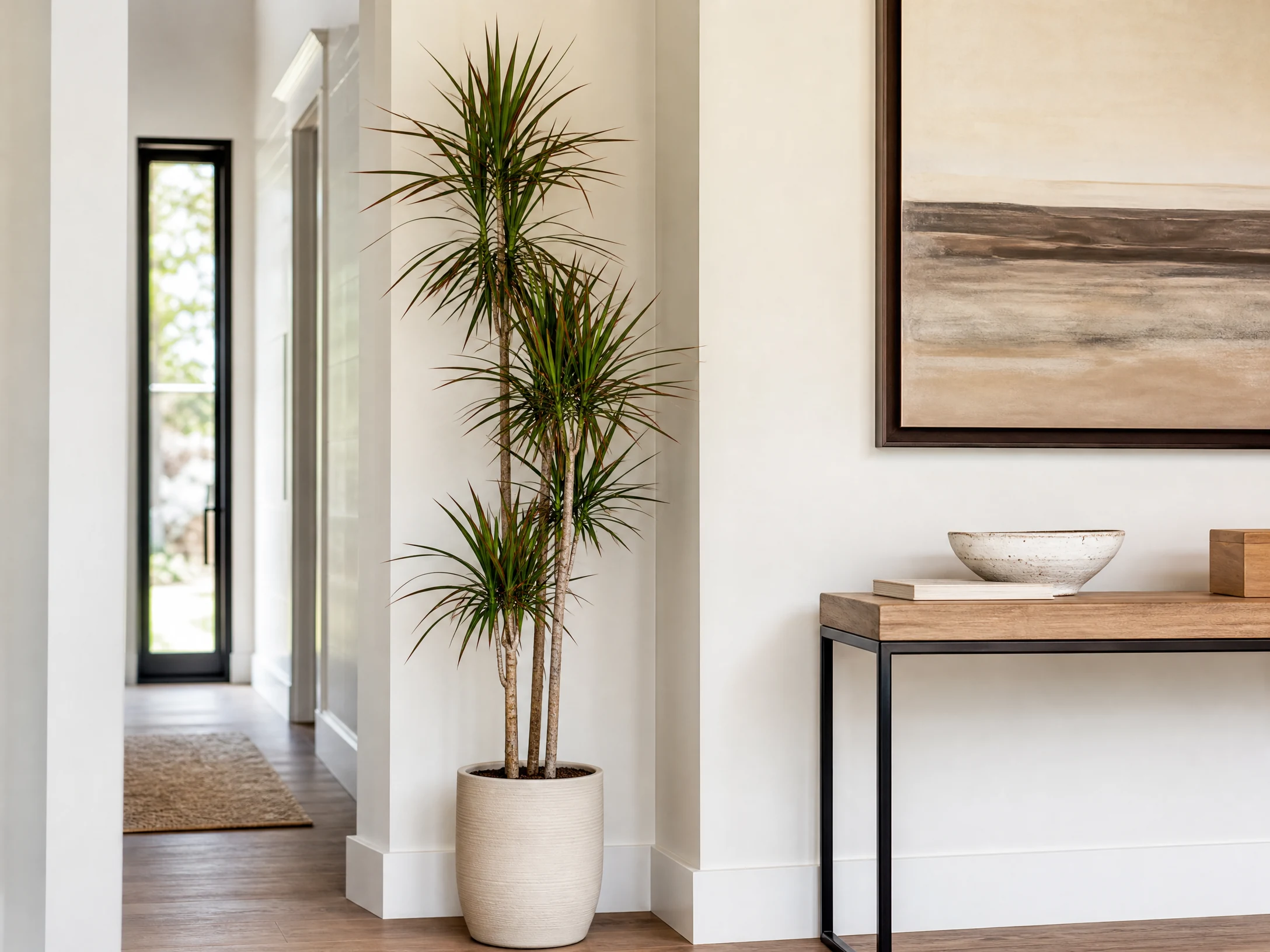 Bright realistic dracaena marginata in a narrow modern corner