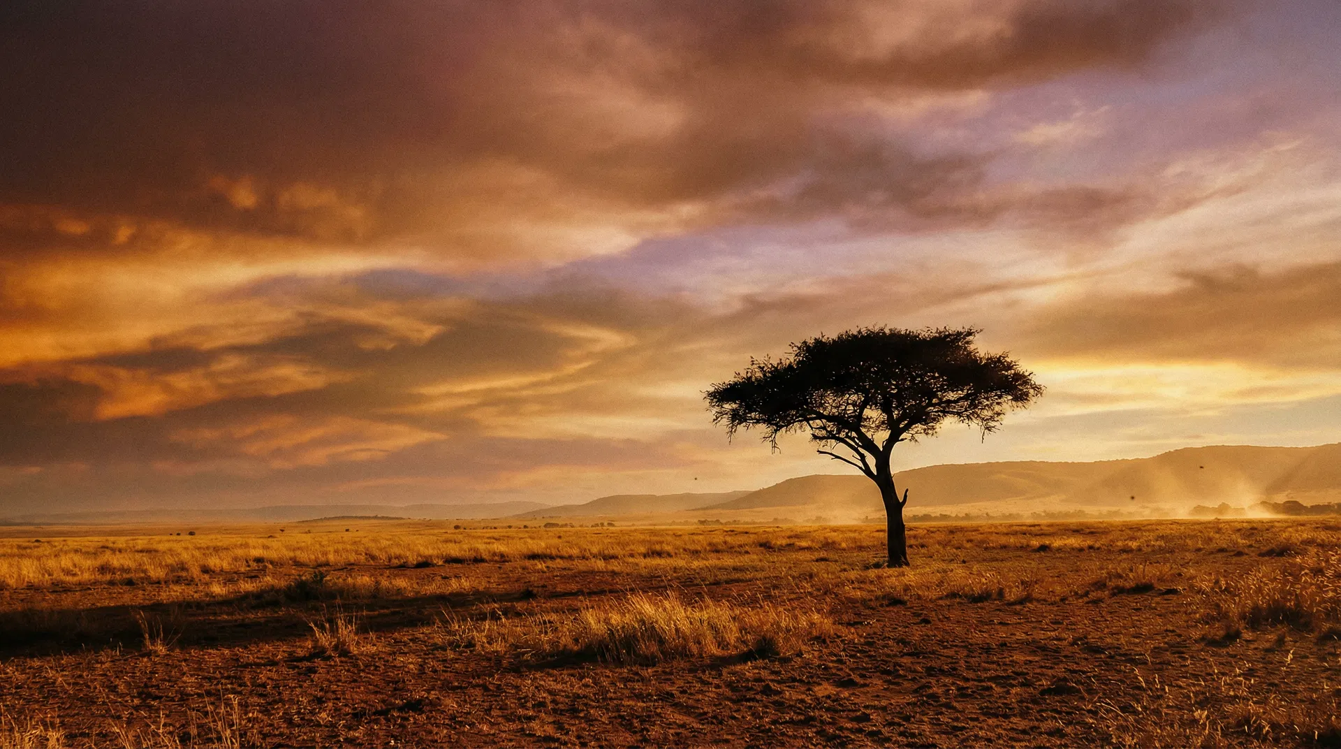 Kenyan sunrise over the savanna with an acacia tree silhouette