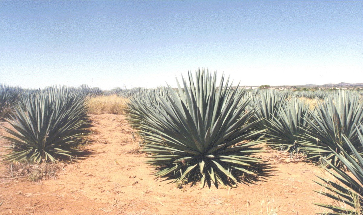 sisal_planta.jpg