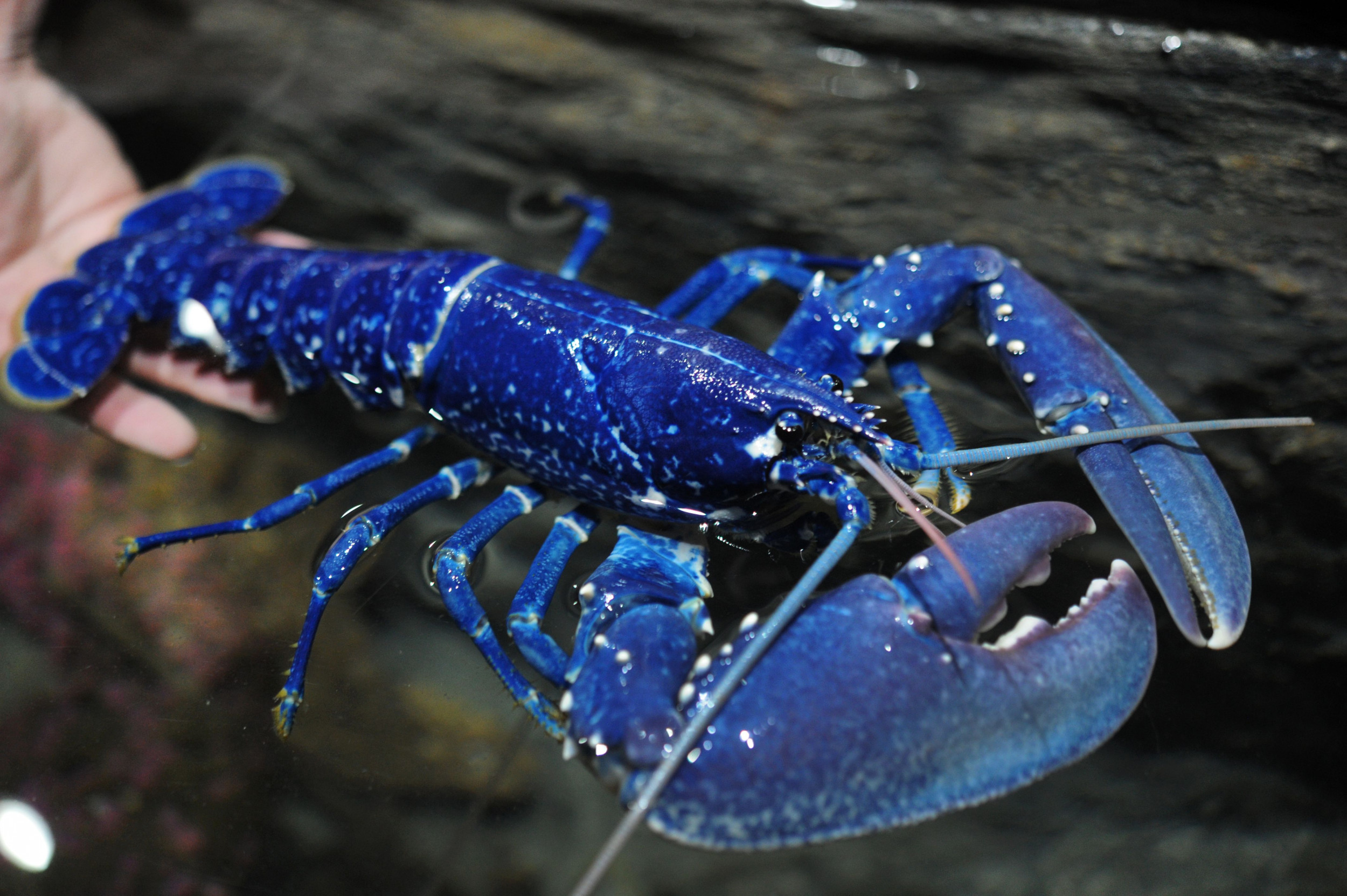 Blue Lobster Blue Lobster