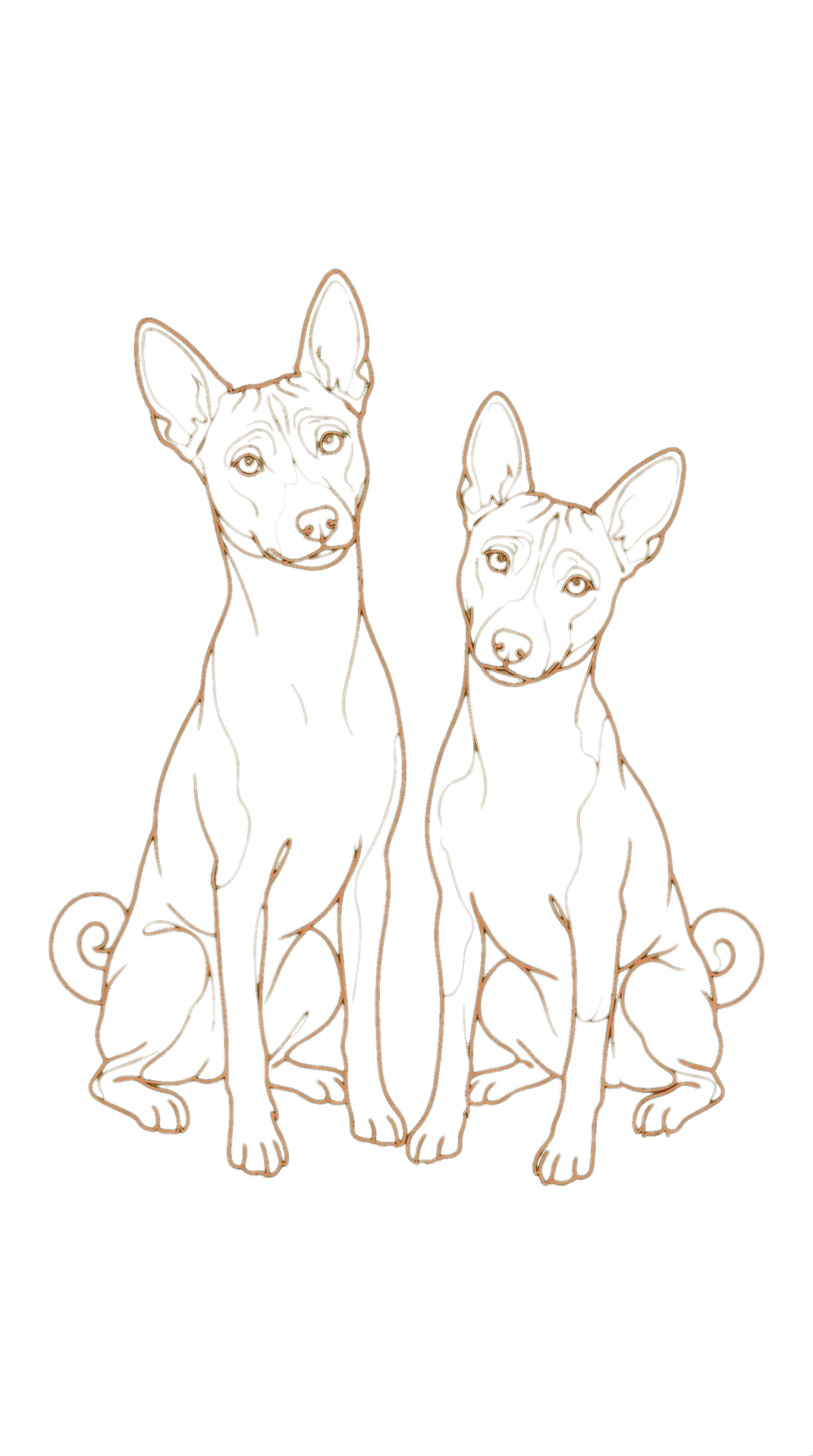 Elegant line-art illustration of two Basenji dogs