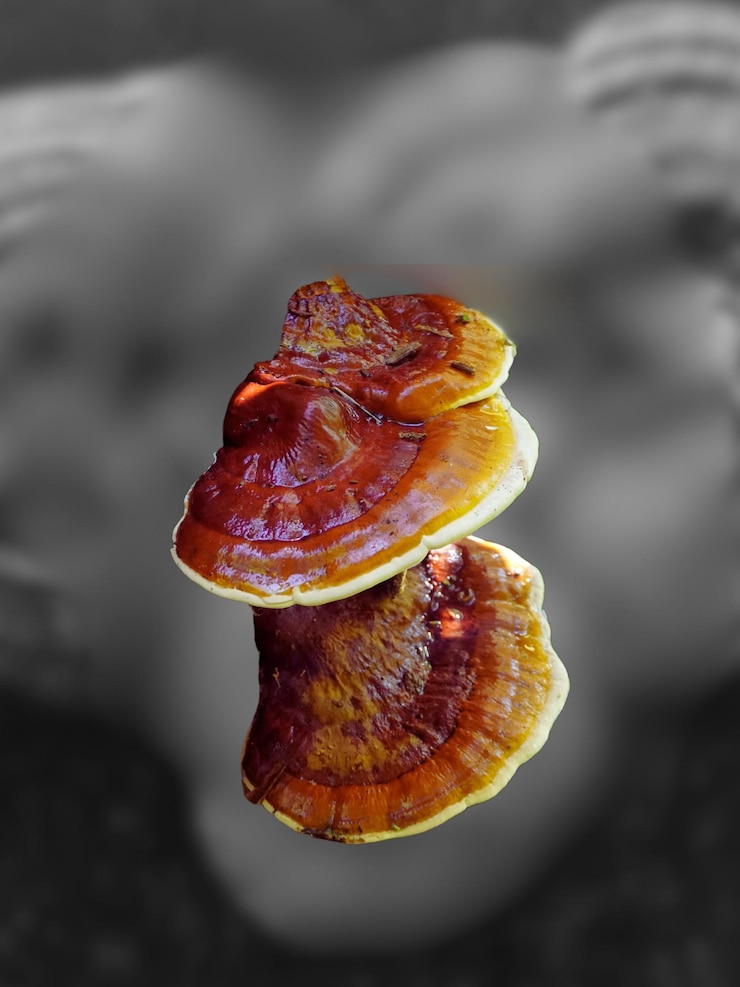 Reishi Mushroom