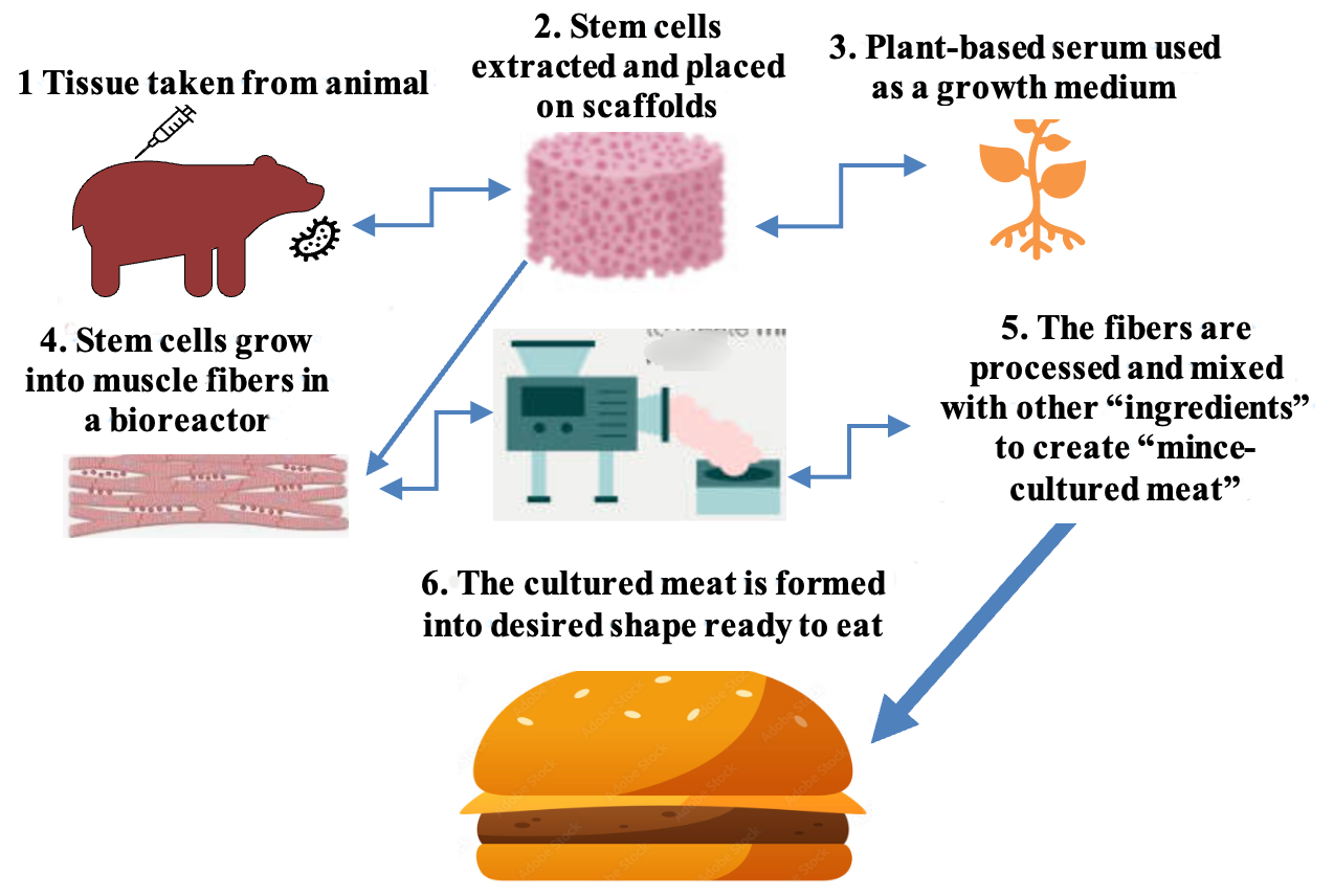 Cultivated Meat Production Process
