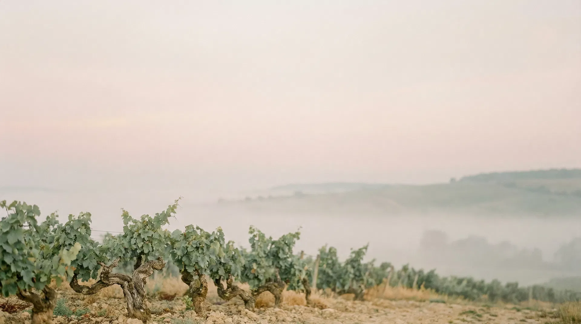 Vigneto all'alba