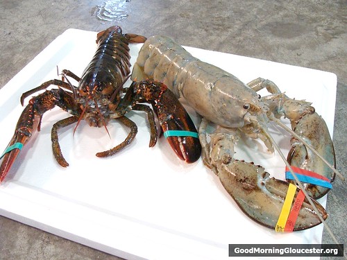 Rare Albino Lobster Rare Albino Lobster