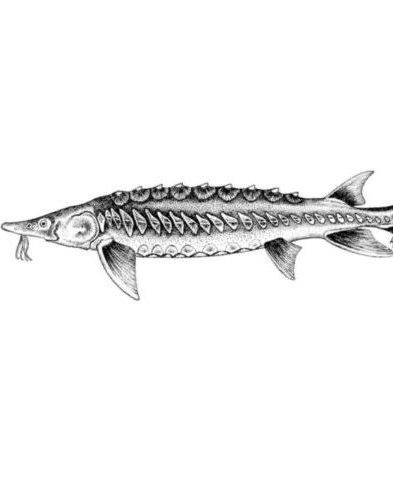 World Record Northern Pike World Record Northern Pike
