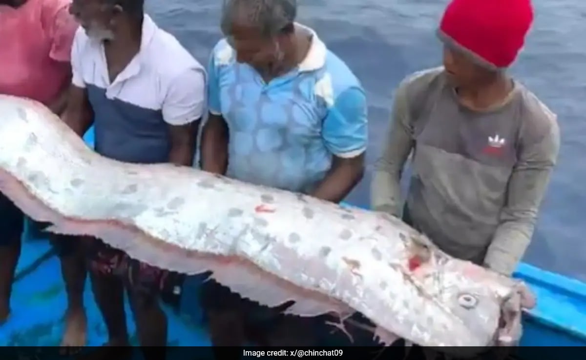 Oarfish Sighting Oarfish Sighting