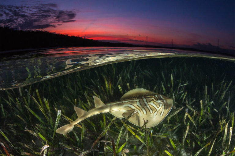 Atlantic Sturgeon Atlantic Sturgeon
