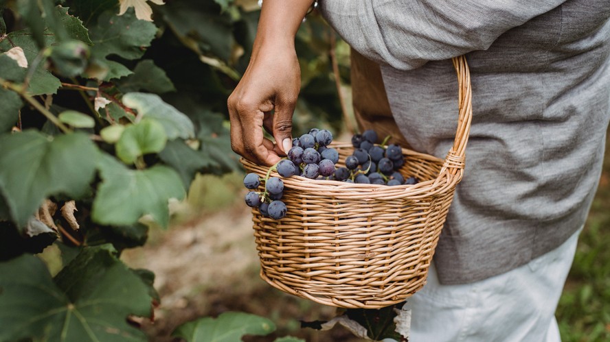 Produtor de vinho artesanal