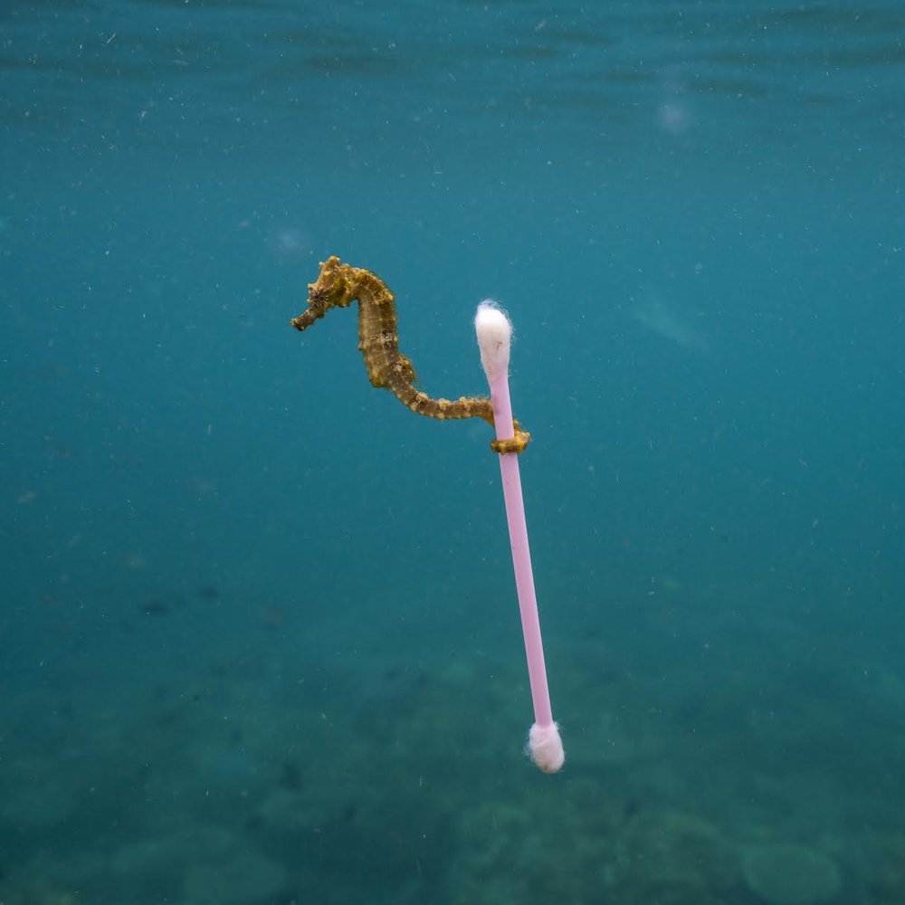 Seahorse clinging to a plastic cotton swab