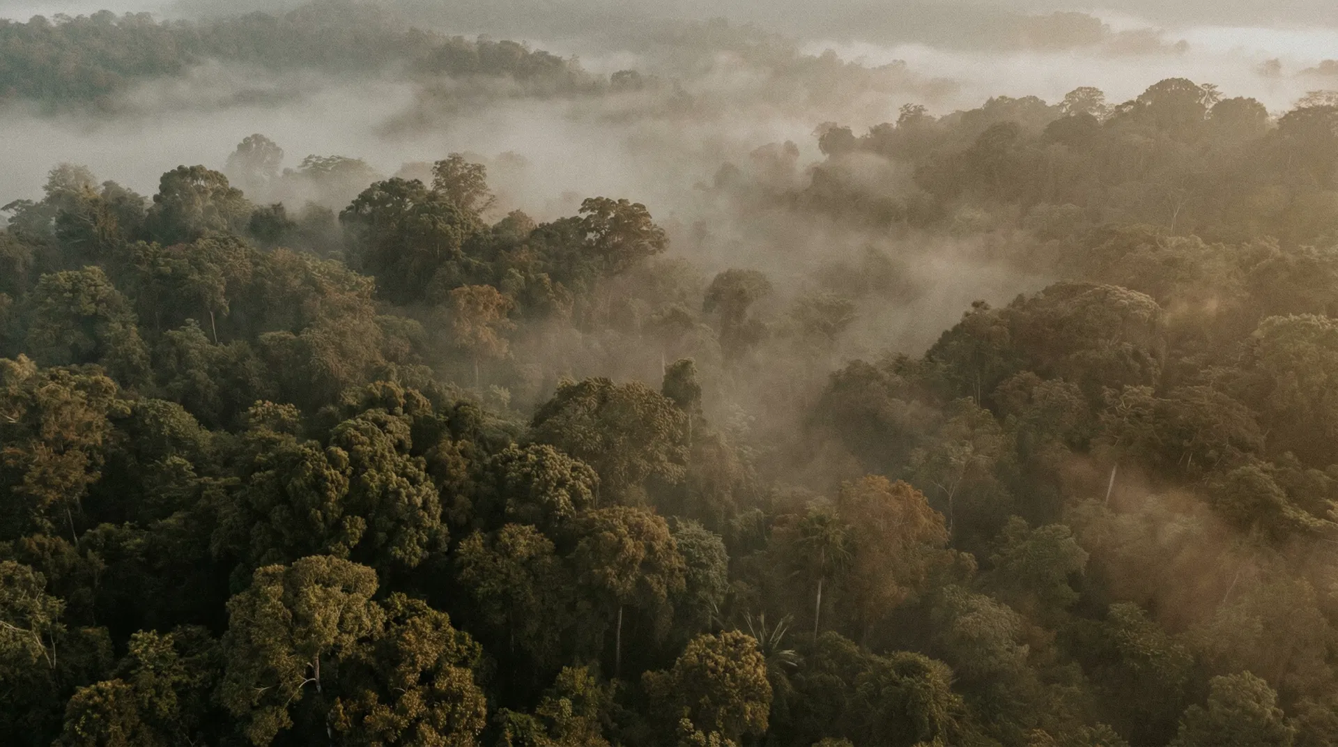 Aerial view of forest canopy