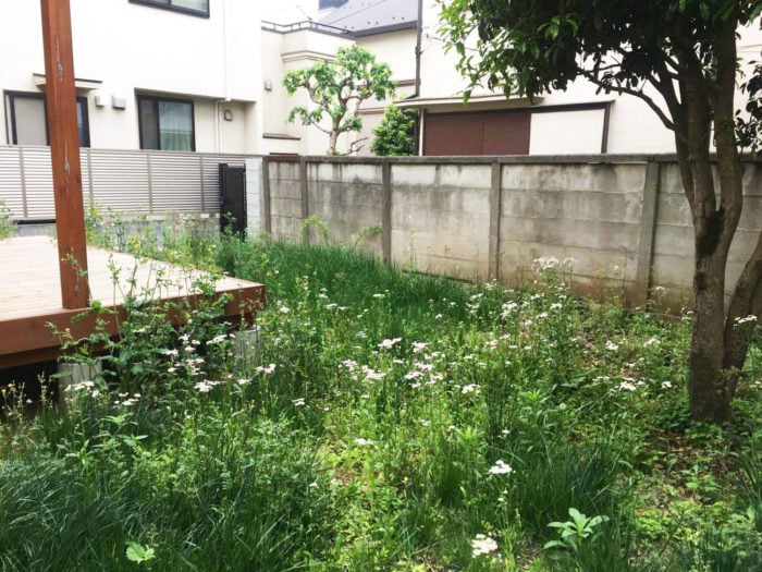 生い茂った庭の雑草