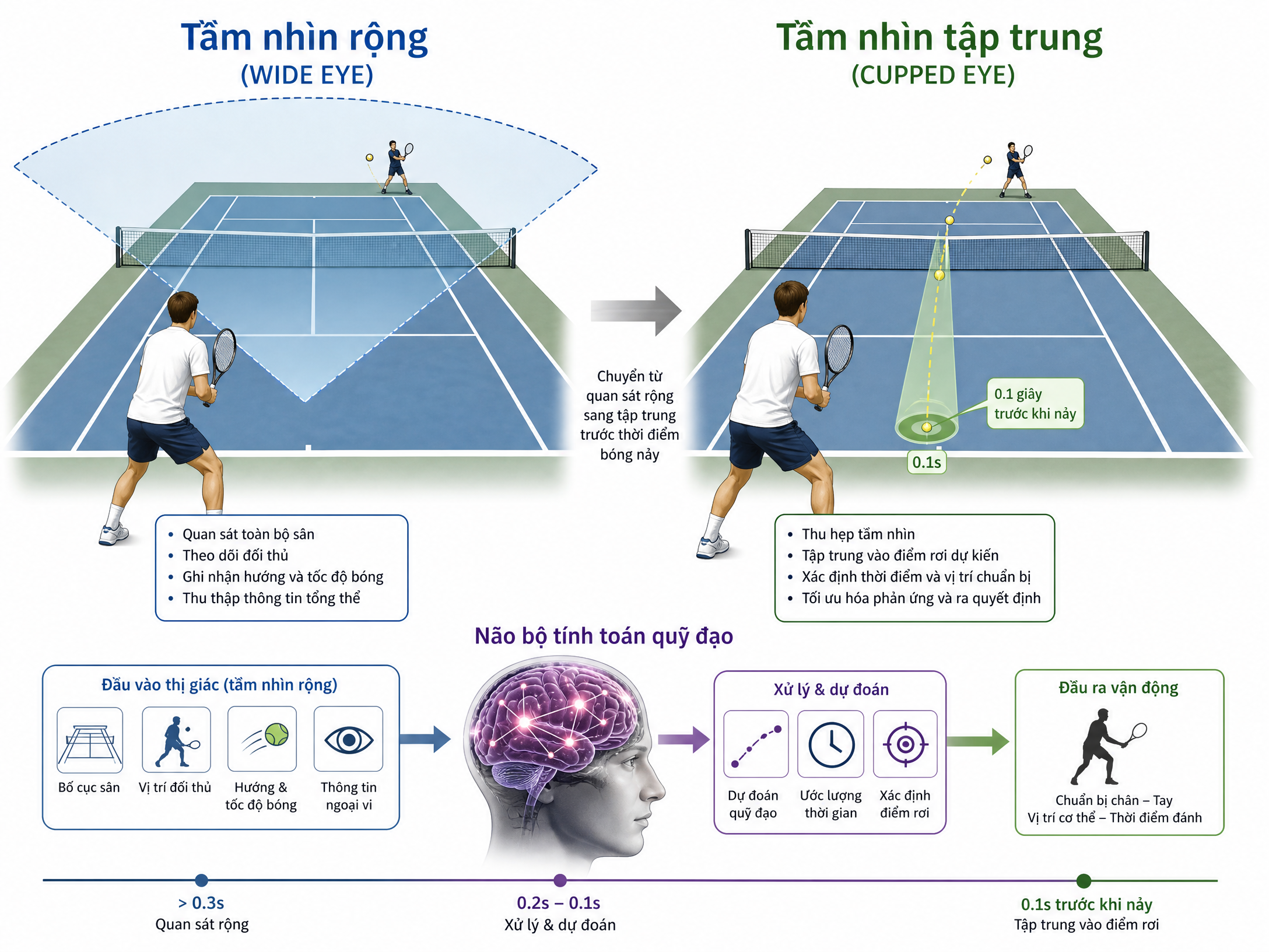 Minh họa hai chế độ nhìn và quá trình xử lý của não bộ